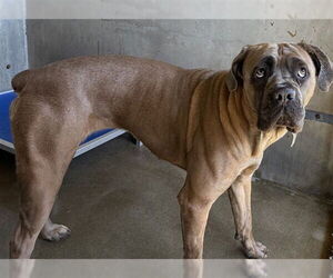 Mutt Dogs for adoption in San Bernardino, CA, USA