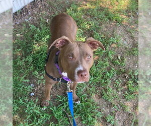 Mutt Dogs for adoption in Boston, MA, USA