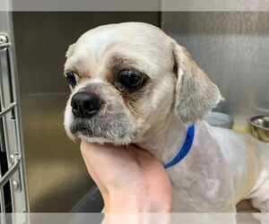 Shih Tzu-Unknown Mix Dogs for adoption in Moreno Valley, CA, USA