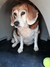 Beagle Dogs for adoption in CRESCENT CITY, FL, USA