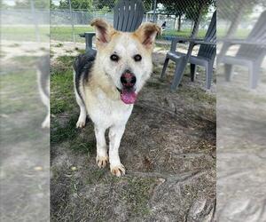 German Shepherd Dog Dogs for adoption in Conroe, TX, USA