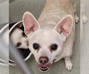 Chihuahua Dogs for adoption in Placerville, CA, USA