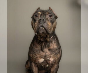American Bulldog-Unknown Mix Dogs for adoption in Rowlett, TX, USA