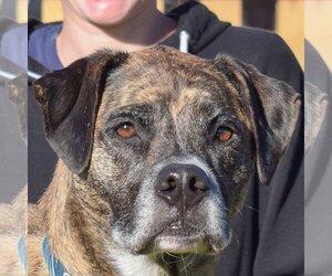Boxer-Unknown Mix Dogs for adoption in Huntley, IL, USA