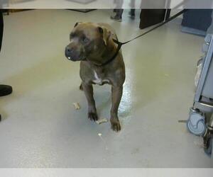 American Staffordshire Terrier Dogs for adoption in Fayetteville, NC, USA
