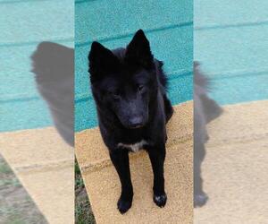 Schipperke Dogs for adoption in Oviedo, FL, USA