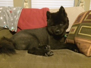 Small Chow Chow Mix