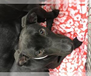 Labrador Retriever Dogs for adoption in Conroe, TX, USA