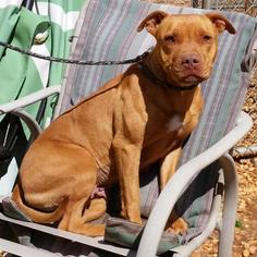 American Bulldog Dogs for adoption in Hamilton, GA, USA