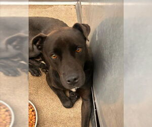 American Pit Bull Terrier-Labrador Retriever Mix Dogs for adoption in San Bernardino, CA, USA