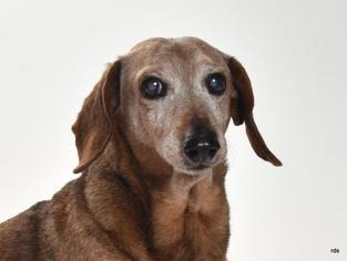 Dachshund Dogs for adoption in Burbank, CA, USA