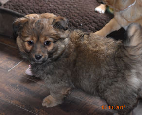 Dameranian Dogs for adoption in Prosser, WA, USA