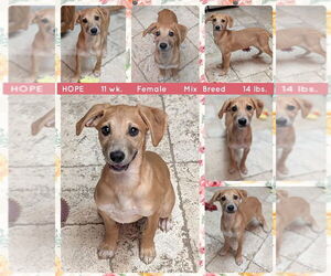 Mutt Dogs for adoption in Mesa, AZ, USA