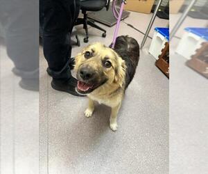 Australian Shepherd Dogs for adoption in Tracy, CA, USA