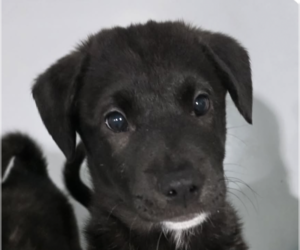 Mutt Dogs for adoption in San Ramon, CA, USA