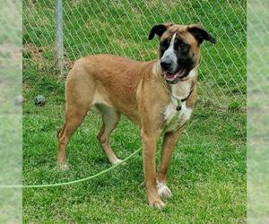 Mastiff Dogs for adoption in Denison, TX, USA
