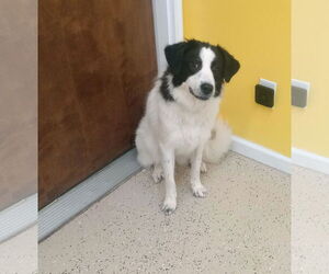 Labrenees Dogs for adoption in York, SC, USA