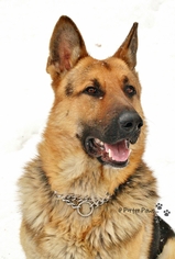 Collie-German Shepherd Dog Mix Dogs for adoption in St Mary's, Ontario, Canada