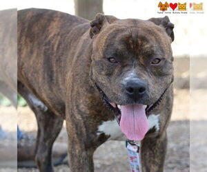 American Pit Bull Terrier Dogs for adoption in Center Township, PA, USA