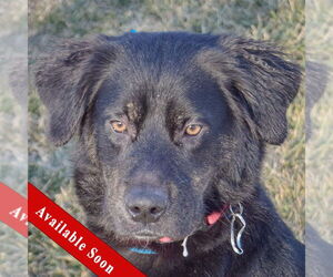 Collie-Unknown Mix Dogs for adoption in Huntley, IL, USA