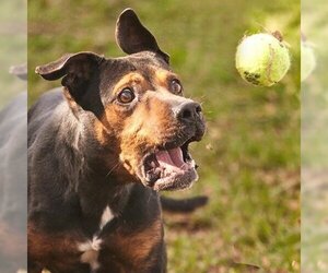 Beauceron Dogs for adoption in Rosenberg, TX, USA