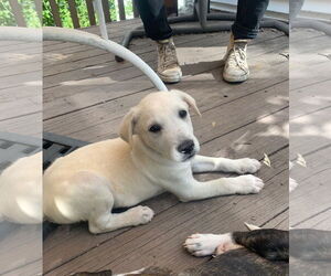 Mutt Dogs for adoption in Wheaton, IL, USA