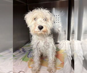 Miniature Schnauzer-Unknown Mix Dogs for adoption in Rancho Cucamonga, CA, USA