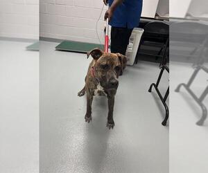 American Pit Bull Terrier-Unknown Mix Dogs for adoption in St. Cloud, FL, USA