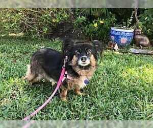 Chiranian Dogs for adoption in Plantation, FL, USA