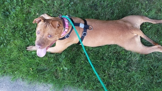 American Pit Bull Terrier Dogs for adoption in Warminster, PA, USA