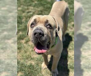 Mastiff-Unknown Mix Dogs for adoption in Elk Grove, CA, USA