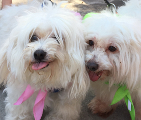 Coton de Tulear Dogs for adoption in west Palm Beach, FL, USA