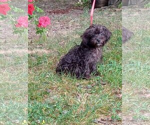 Mutt Dogs for adoption in HOPKINSVILLE/PRINCETON, KY, NH, USA