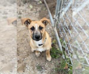 German Shepherd Dog Dogs for adoption in Santa Maria, CA, USA
