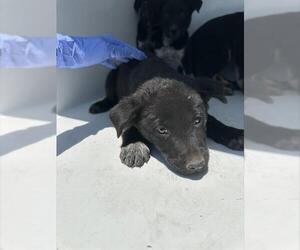 German Shepherd Dog-Unknown Mix Dogs for adoption in Houston, TX, USA