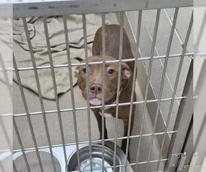 Labrador Retriever-Unknown Mix Dogs for adoption in Decatur, IL, USA