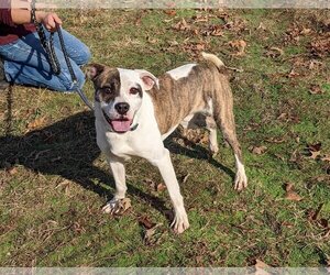 American Staffordshire Terrier-Unknown Mix Dogs for adoption in Harrison, AR, USA