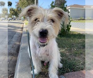 Jack Russell Terrier Dogs for adoption in Long Beach, CA, USA