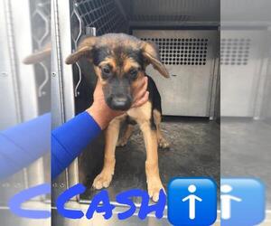 German Shepherd Dog Dogs for adoption in Pleasanton, TX, USA