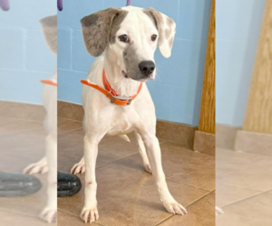 Beagle-Unknown Mix Dogs for adoption in Wakefield, RI, USA