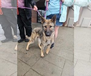 German Shepherd Dog-Unknown Mix Dogs for adoption in Westwood, NJ, USA