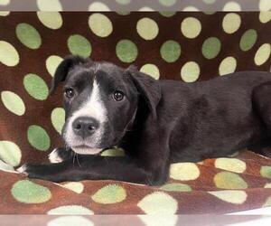 American Pit Bull Terrier-Unknown Mix Dogs for adoption in HESPERIA, CA, USA
