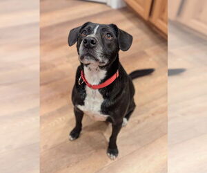 Labrador Retriever-Unknown Mix Dogs for adoption in Sandy, UT, USA