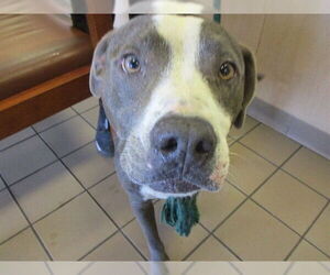 Staffordshire Bull Terrier Dogs for adoption in Ocala, FL, USA