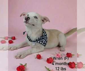 Mutt Dogs for adoption in Sterling, MA, USA