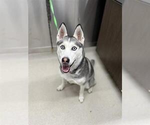 Siberian Husky Dogs for adoption in Fairbanks, AK, USA