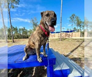 Black Mouth Cur Dogs for adoption in Freeport, FL, USA