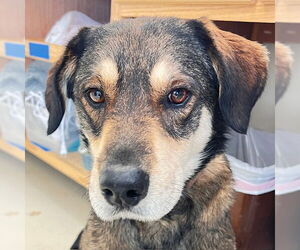 Labsky Dogs for adoption in Webster, WI, USA