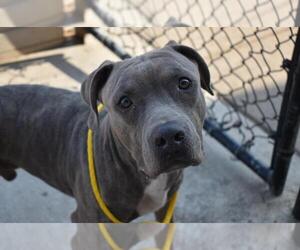 Mutt Dogs for adoption in Tulsa, OK, USA