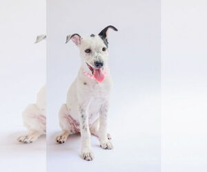 Mutt Dogs for adoption in The Woodlands, TX, USA